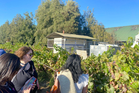 Farellones and Casablanca Valley: Private Mountain Tour and Premium Wines