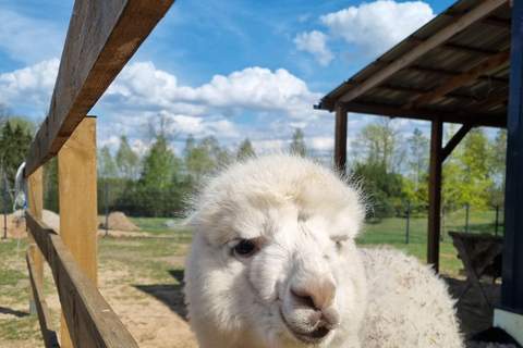 Alpaca Farm & Trakai City Tour