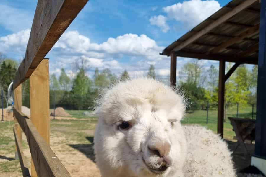 Alpaka-Farm & Trakai Städtetour. Foto: GetYourGuide