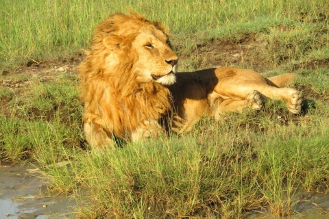 7 dni Serengeti z migracją Wielkiej Piątki i dzikich bestii