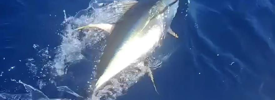 Sortie de pêche traditionnelle en mer avec K’PTAIN ARIEL – Martinique
