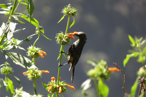 Addis Ababa: 8-Day Bale Mountains Birdwatching Tour
