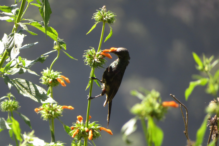 Addis Ababa: 8-Day Bale Mountains Birdwatching Tour