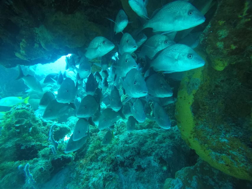 Cozumel: Diving Marine Park 2 Dive Sites | GetYourGuide