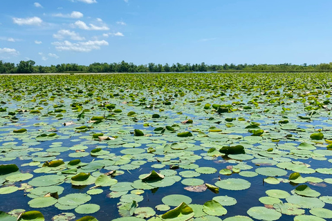 New Orleans: 16 Passenger Airboat Swamp Tour Hotel Pickup and Drop-Off