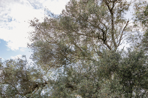 Corfou : Expérience de l'huile d'olive - Le moulin à huile du gouverneurCorfou : découverte huile d'olive au Governor's Olive Mill