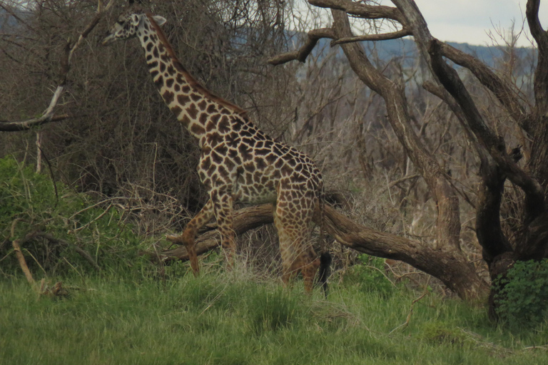 Arusha National Park: Day Trip with Walking Safari & Canoe Shared Day Trip Transfer & Game Drive (Fees Excluded)