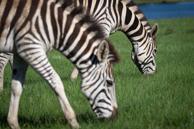 Chobe: Safari Game Drive