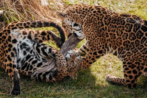 Vanuit Buenos Aires: Temaikèn Zoo-tour inclusief ticket