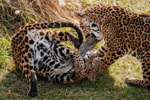 From Buenos Aires: Temaiken Zoo Tour with Ticket Included
