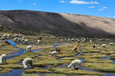 From Puno: Colca Canyon Expedition, Ending in Arequipa