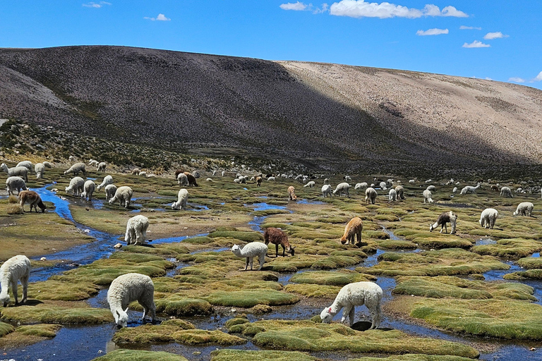 From Puno: Colca Canyon Expedition, Ending in Arequipa