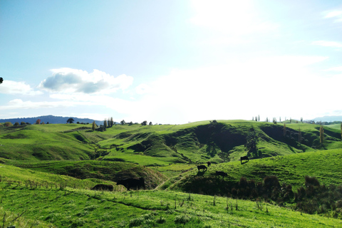 6 Day Northern Loop New Zealand Private Tour from Auckland
