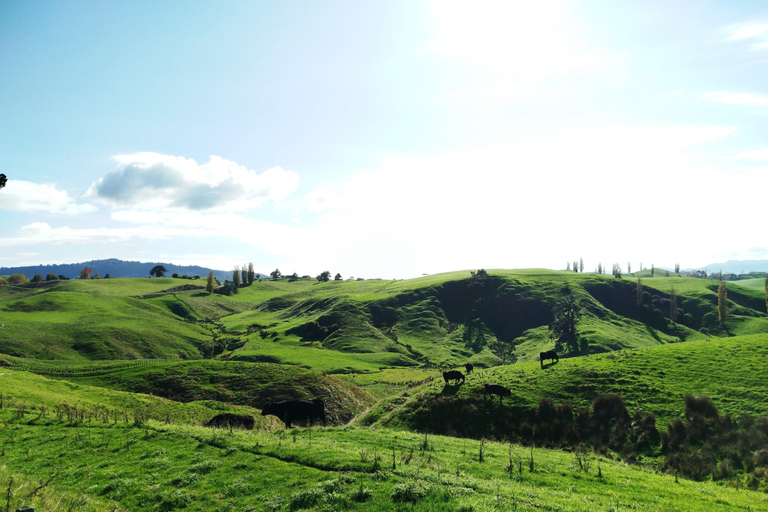 6 Day Northern Loop New Zealand Private Tour from Auckland