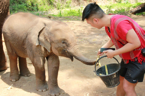 Chiang Mai: Excursión de un día completo al Parque Ecológico del Elefante Kerchor