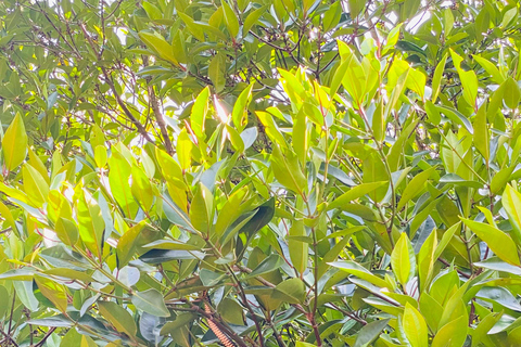 Bentota River Safari: Entdecke Wildtiere und Mangroven vom Boot ausBentota River Safari: Entdecke die Tierwelt und Mangroven vom Boot aus