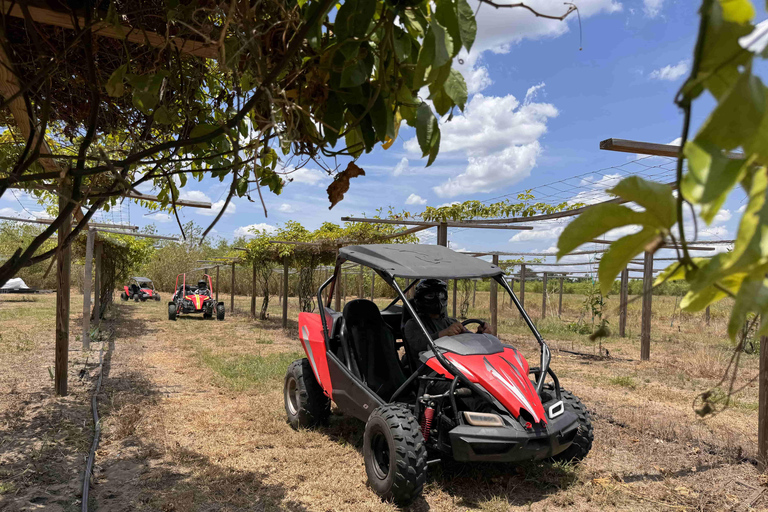 Bamboo Dune Buggy Tour
