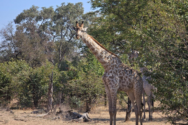 Livingstone: Game Drive And Rhino Walk Experience