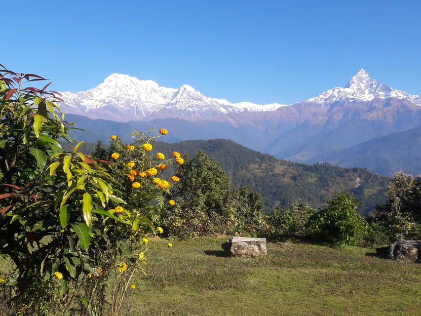 Escursione Di Lusso Chitwan E Pokhara GetYourGuide