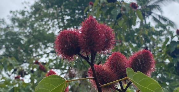 Zanzibar: Spice Farm & Stone Town Tour with Lunch