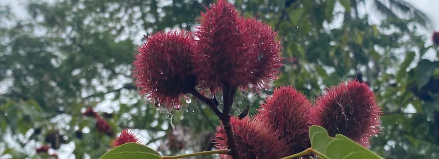 Zanzibar : visite d'une ferme d'épices et de Stone Town avec déjeuner