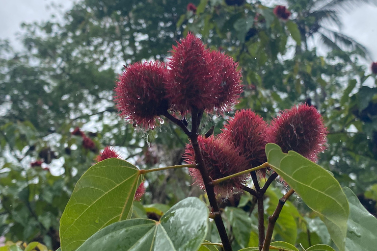 Sansibar : Gewürzfarm &amp; Rundgang in Stone Town