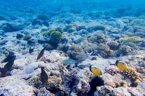 Sahl Hasheesh Elite Beach Dive & Coral Reef Experience