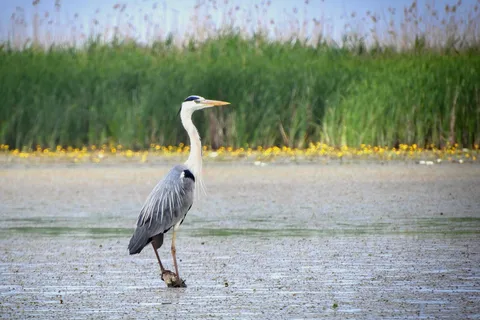 Lake Tisza: Boat trip in the Bird Paradise