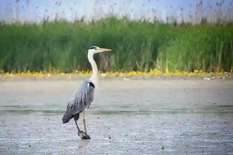 Theiß-See: Bootsfahrt im Vogelparadies