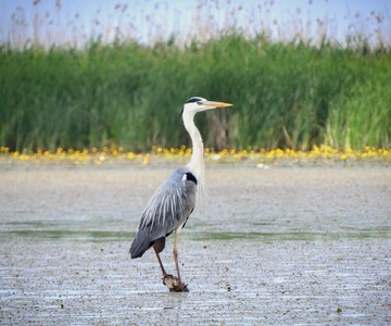 Lago Tisza: Passeio de barco no paraíso das aves