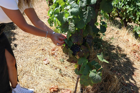 From Porto: 2 Boutique Wineries w/ Winery Lunch & 1-h cruise Tour in English