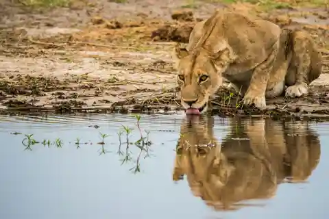 Från Johannesburg: 3-dagars safari i Kruger nationalpark