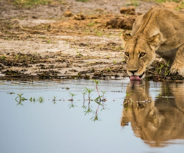 De Joanesburgo: Safári de 3 dias no Parque Nacional Kruger