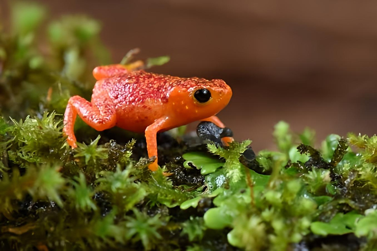 São Paulo & Atlantic Forest: Serra do Mar State Park Tour
