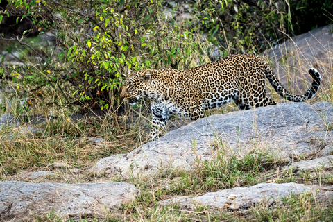 Jaipur : Visite guidée du parc safari des léopards de JhalanaVisite guidée du parc Jhalana Leopard Safari en jeep partagée