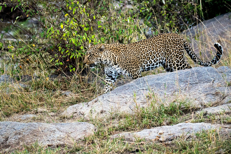 Jaipur : Visite guidée du parc safari des léopards de JhalanaVisite guidée du parc Jhalana Leopard Safari en jeep partagée