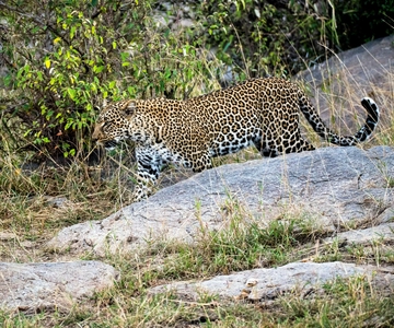 Jaipur: Jhalana/Amagarh Leopard Safari Park Guided Tour