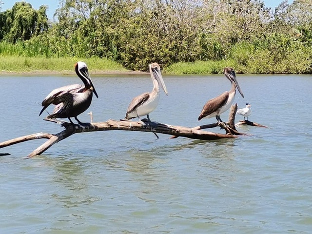 Special Boat Transport: Tortuguero-Moín and vice versa