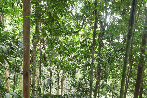 3D2N Orangutan Expedition:from Bukit Lawang "3-Day Orangutan Expedition & Jungle Camping in Bukit Lawang