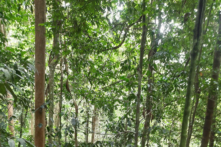 3D2N Orangutan Expedition:from Bukit Lawang "3-Day Orangutan Expedition & Jungle Camping in Bukit Lawang