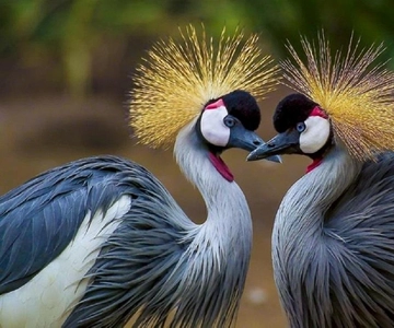 Cartagena: Transport to the aviary on the island of Barù