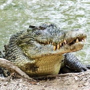 Daintree Rainforest: Crocodile & Wildlife River Cruise