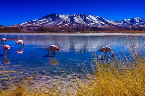 Salar De Uyuni (Classic 3 Days Trip) Spanish Guide