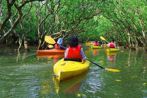 Full day kayak though the mangrove forest