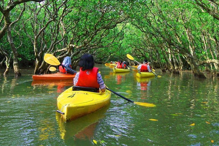 Full day kayak though the mangrove forest