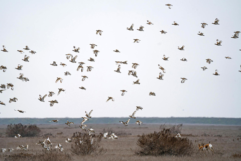 Shirvan Eco-Tour: Gazelles, Birdwatching & Village Lunch Private tour