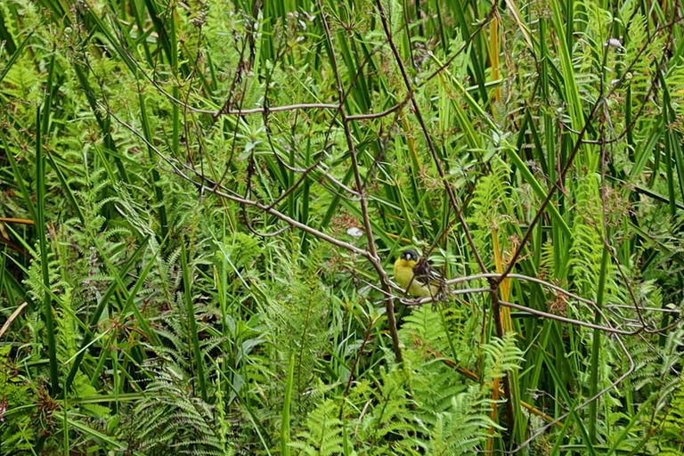 From Nairobi: Ondiri Wetland Guided Walking Tour