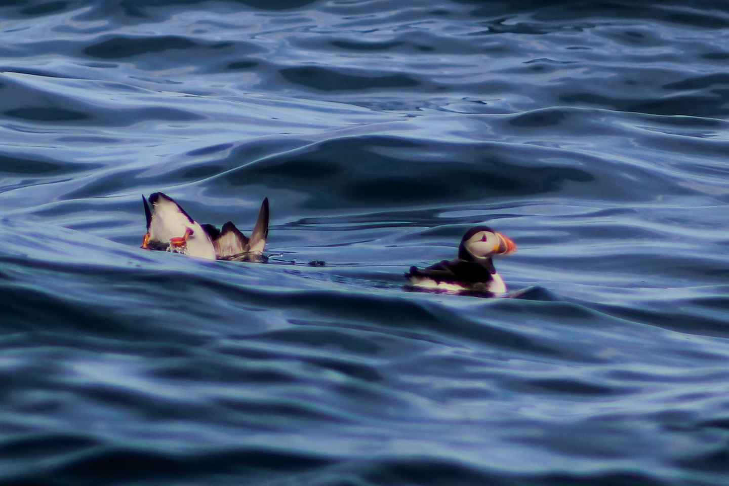 Croisière découverte de Skellig Michael sur la côte Skellig