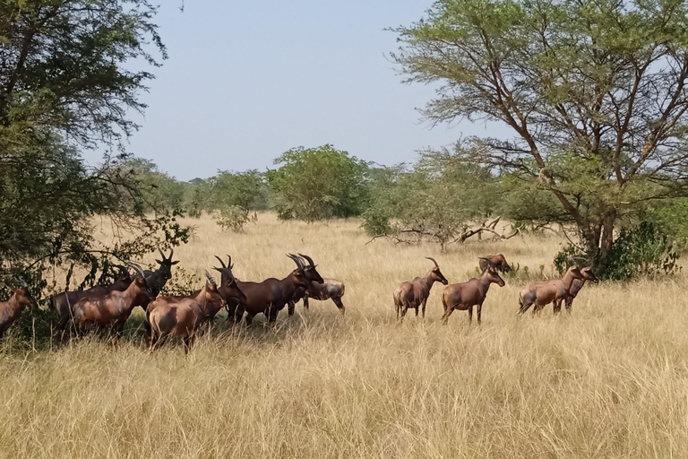 Safari alla scoperta dei gorilla con Massai Mara in KenyaSafari con i gorilla nel Masai Mara, Kenya