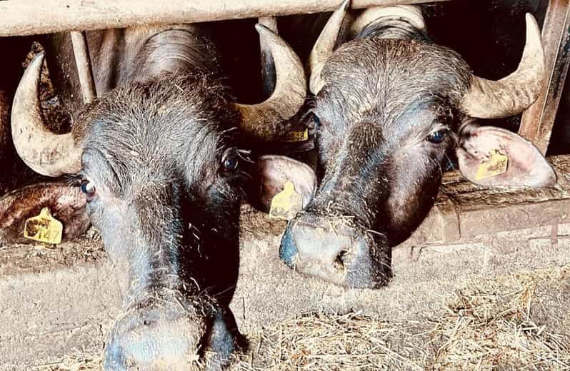 Visite d'une ferme de buffles et déjeuner à base de mozzarella à Paestum